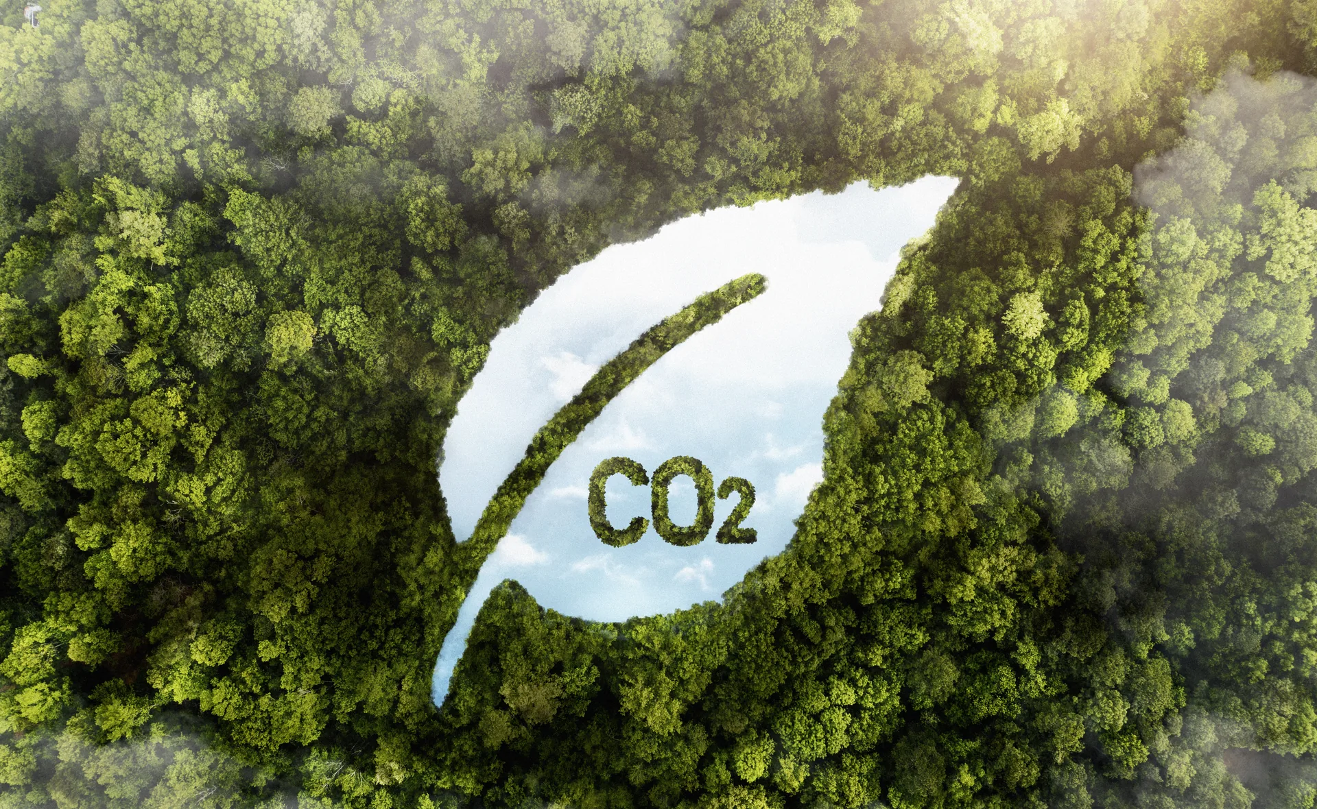 Green forest symbolising CO2 emissions reduction and the carbon tax